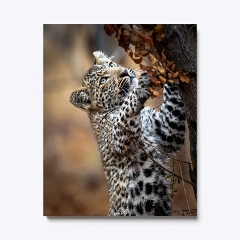 Thandi's Cub 1